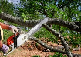 How Our Tree Care Process Works  in Hayward, WI